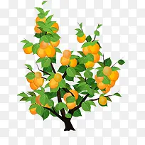 杏树
