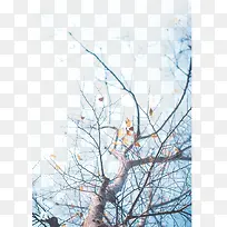 枯叶树干
