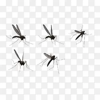 形态各异的蚊子
