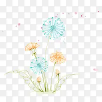 蒲公英花卉