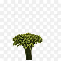 三七花高清
