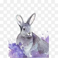 手绘水彩兔子