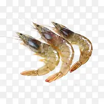 三只海虾