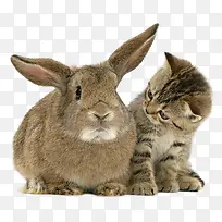 兔子和猫咪实拍