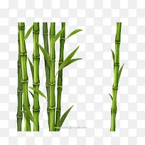 绿色竹子矢量素材,