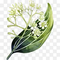矢量手绘花枝