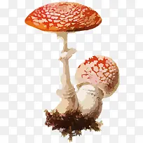 毒蘑菇矢量图