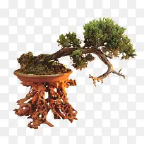 植物盆栽
