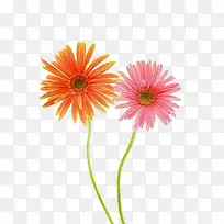 一对卡爱的非洲菊