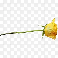 一朵黄玫瑰