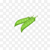 手绘扁豆