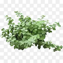 盆栽花卉花草