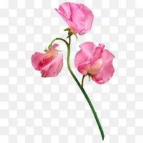 粉色鲜花