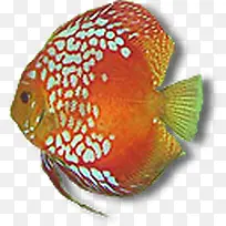 红黄相间热带鱼