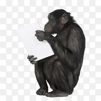 抱着笔记本电脑的黑猩猩