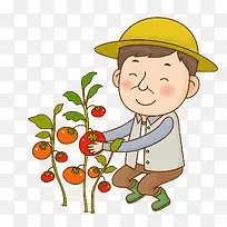 忙着摘番茄的农民