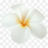 白色可爱的小花朵