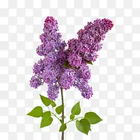 茂密的紫藤花图片素材