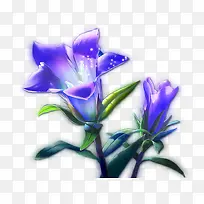 蓝紫色梦幻百合花
