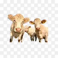 三只牛 动物牛