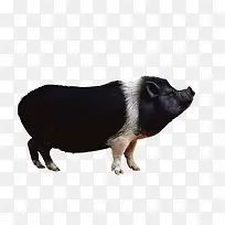 黑色可爱猪