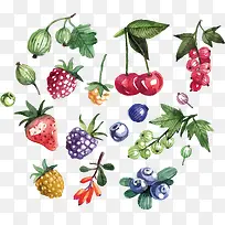 精美的彩绘新鲜水果蔬菜矢量图