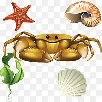 螃蟹海贝螺丝珊瑚贝壳