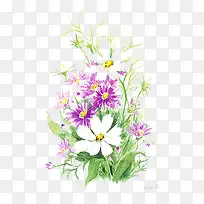 紫色白色的花
