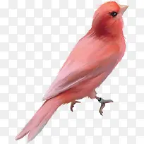 美丽的红色小鸟