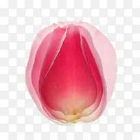 粉玫瑰花瓣　