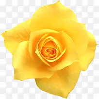 黄色玫瑰正面花朵