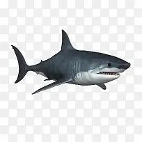 黑色鲨鱼模型