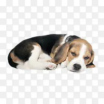 黑白可爱躺着的小猎犬动物