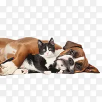 棕色躺着的狗和黑色小猫动物