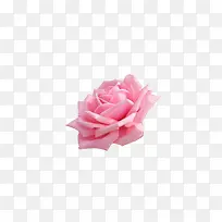 玫瑰花