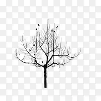 供小鸟停歇的枯树