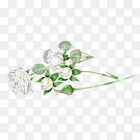 白色玫瑰花骨朵