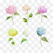 彩色手绘绣球花