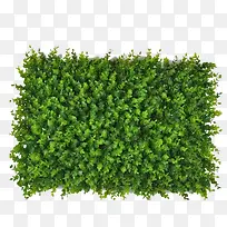 绿叶装饰小草植物草地