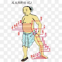 足太阴脾经
