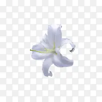 高清百合花