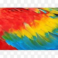 彩色的鹦鹉羽毛