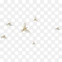 白色成群飞翔大雁