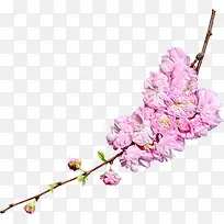 漂亮的粉色梅花