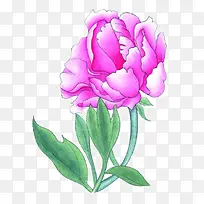 手绘芍药