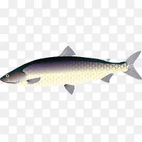 矢量图水生动物鱼