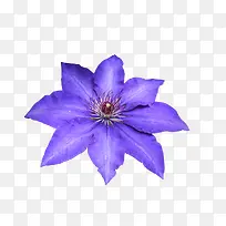 蓝睡莲花朵