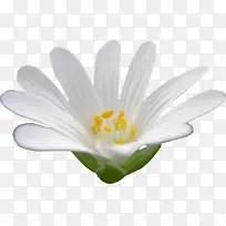 莲花睡莲白色花朵