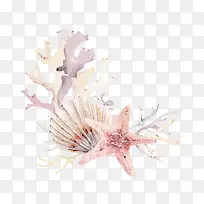 海星贝壳珊瑚
