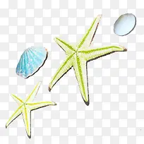 海星和贝壳